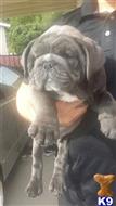 english bulldog puppy posted by Little Monster Bully Farms